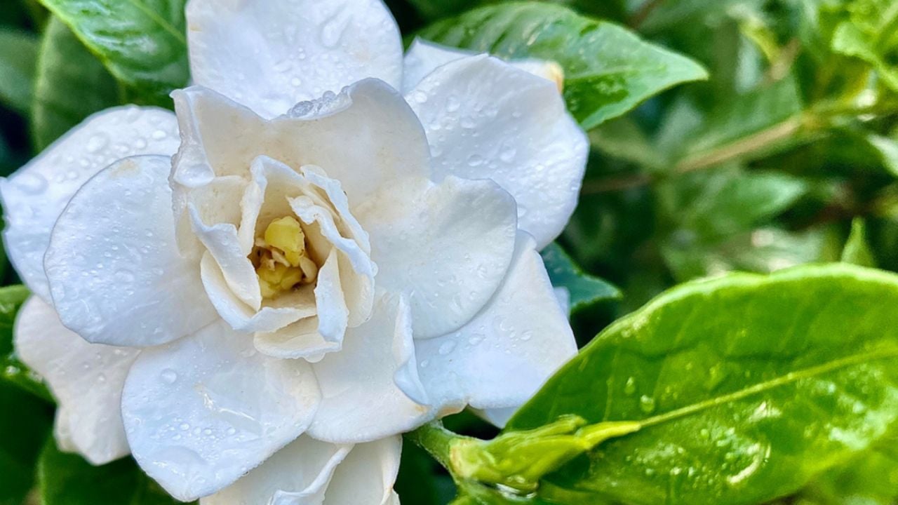 El ingrediente secreto que lleva el abono casero de las gardenias para que estallen de flores