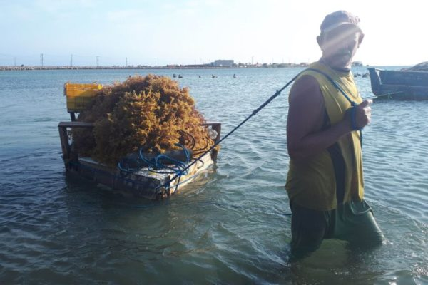 Isla de Margarita impulsa el cultivo de algas marinas