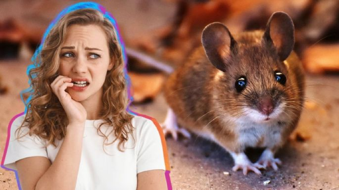 Si bien las ratas se caracterizan por su diminuto tamaño, no es motivo para desestimarlas por el peligro que representan para la salud.
