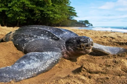 Tortuga marina más grande del planeta deposita sus huevos en una playas de Margarita