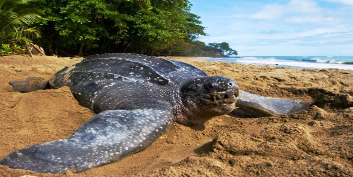 Tortuga marina más grande del planeta deposita sus huevos en una playas de Margarita