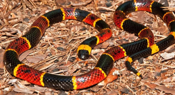 Hombre fue mordido por una serpiente coral en Barquisimeto