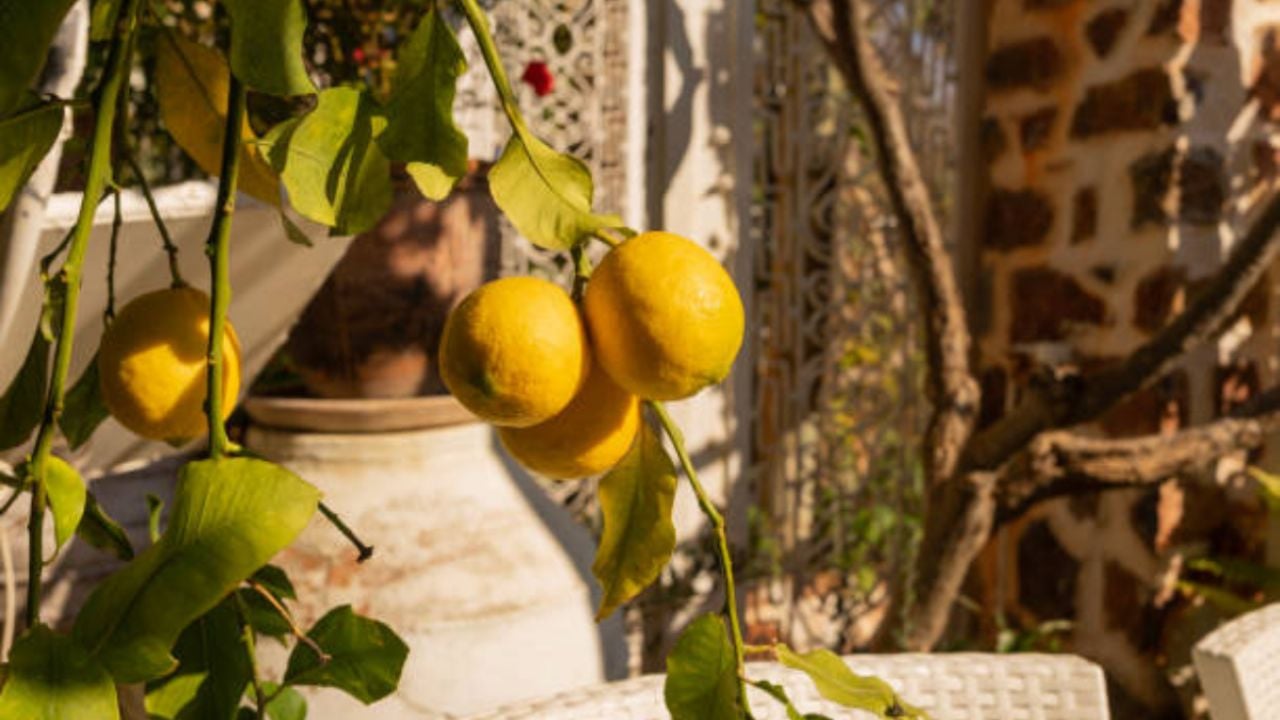 Una cucharadita de este abono de 3 ingredientes y tu limonero estallará de frutas