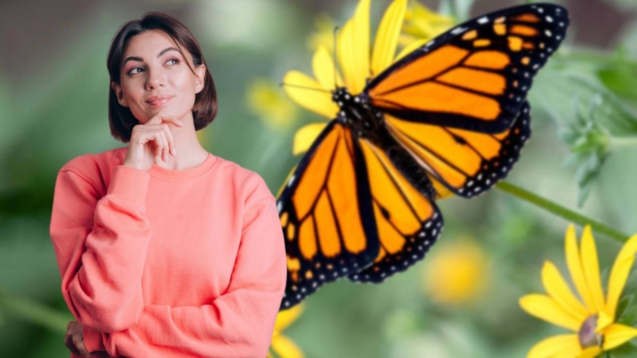 Conoce el significado de ver una mariposa monarca en la calle