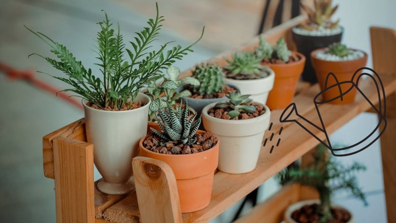 Un chorrito de este líquido a base de verduras y combatirás las hojas amarillas y las raíces podridas de tus plantas