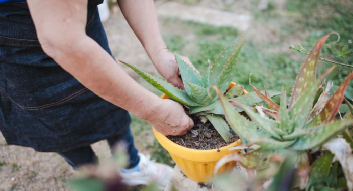 Descubre el significado de que crezca el aloe vera en tu jardín, según el Feng Shui