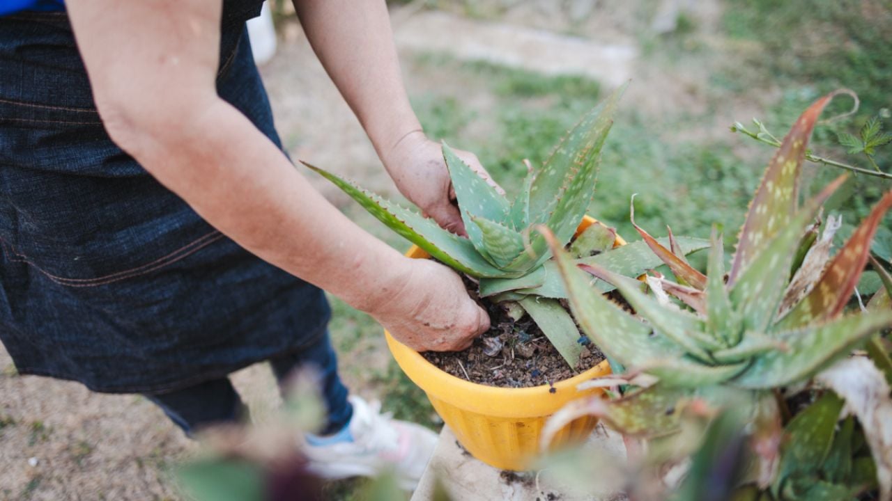 Descubre el significado de que crezca el aloe vera en tu jardín, según el Feng Shui