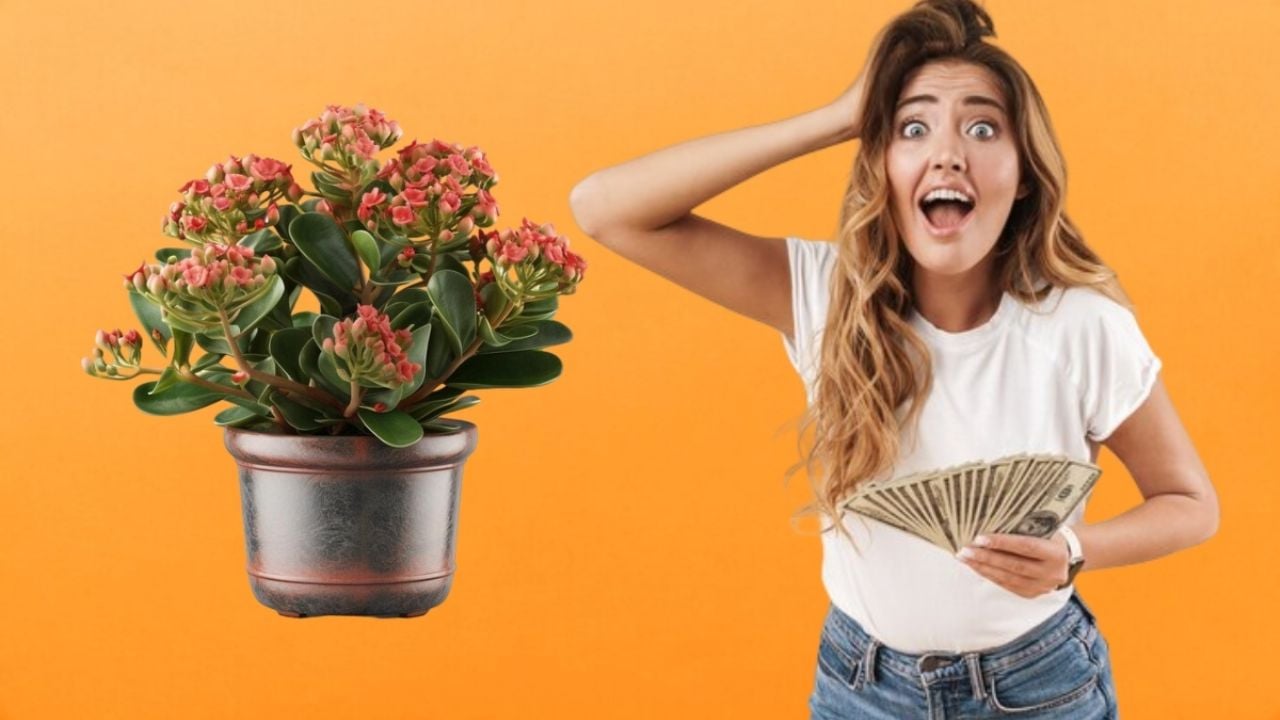 ¿Qué es el kalanchoe y cómo usarlo para atraer dinero?