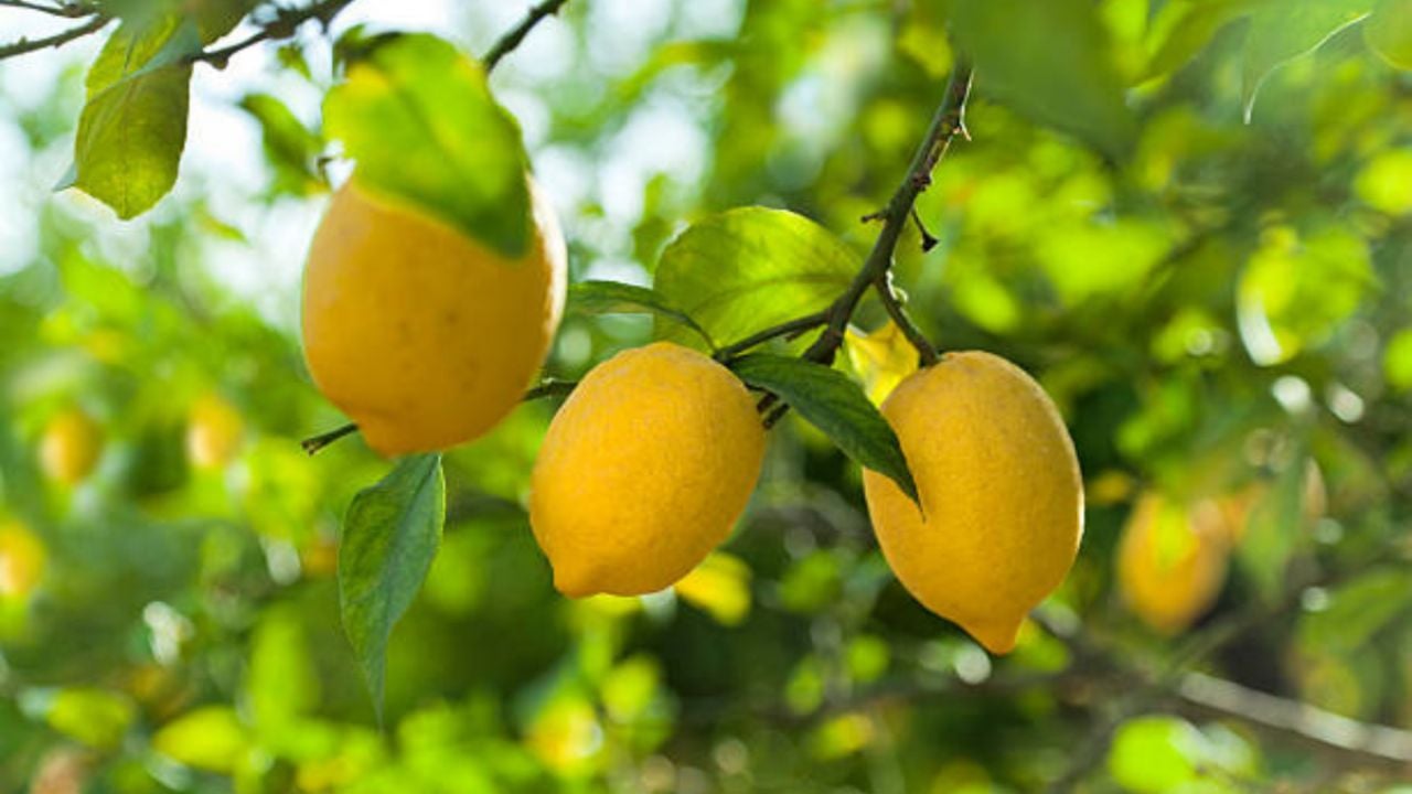 Trucazo infalible para acelerar el crecimiento de tu árbol de limonero usados por jardineros