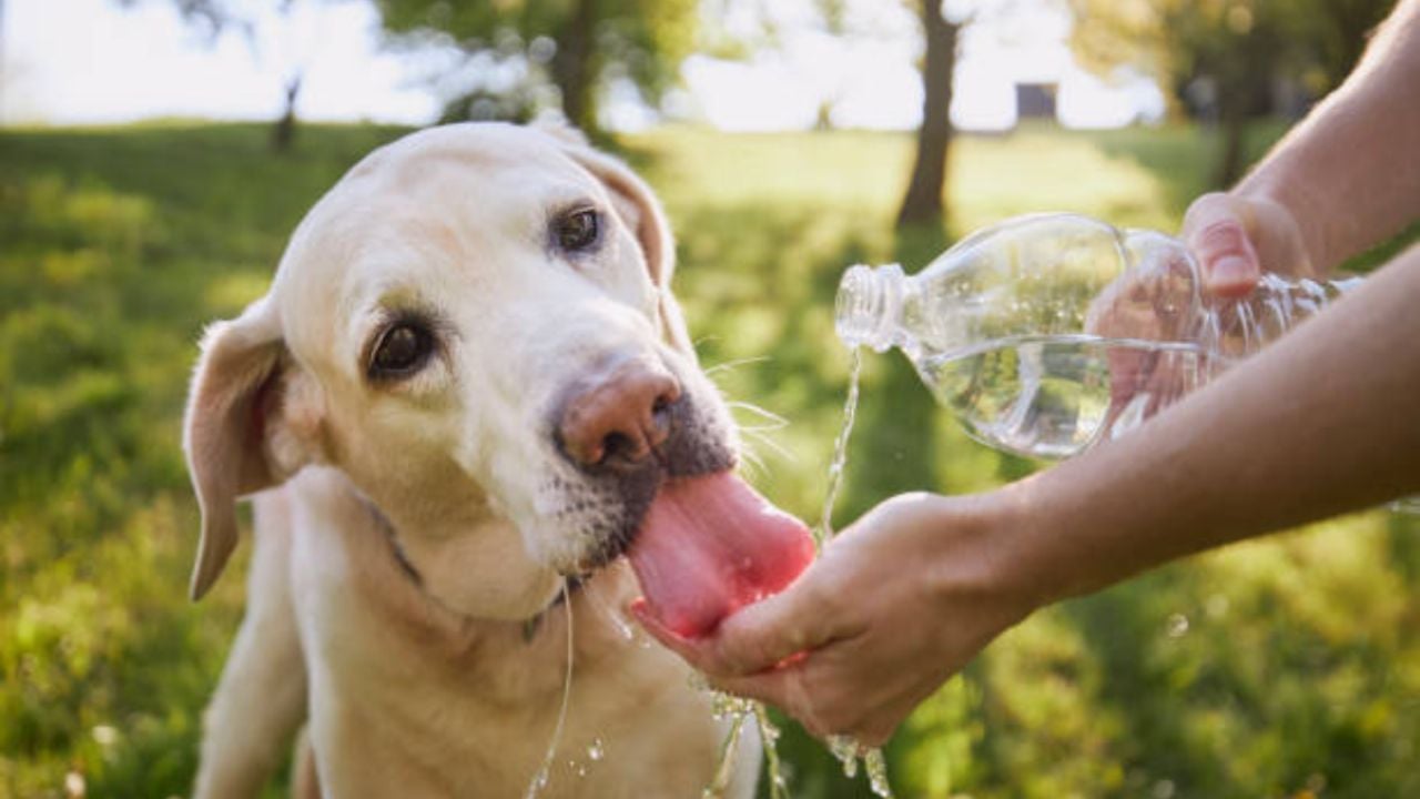 Estos son los 7 trucos para refrescar a tu perro durante los meses de calor