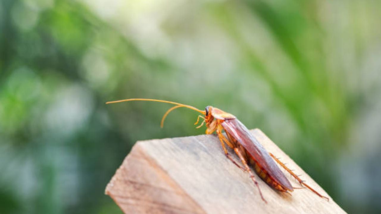 Respira profundo antes de saber que pasaría en el mundo si las cucarachas no existieran