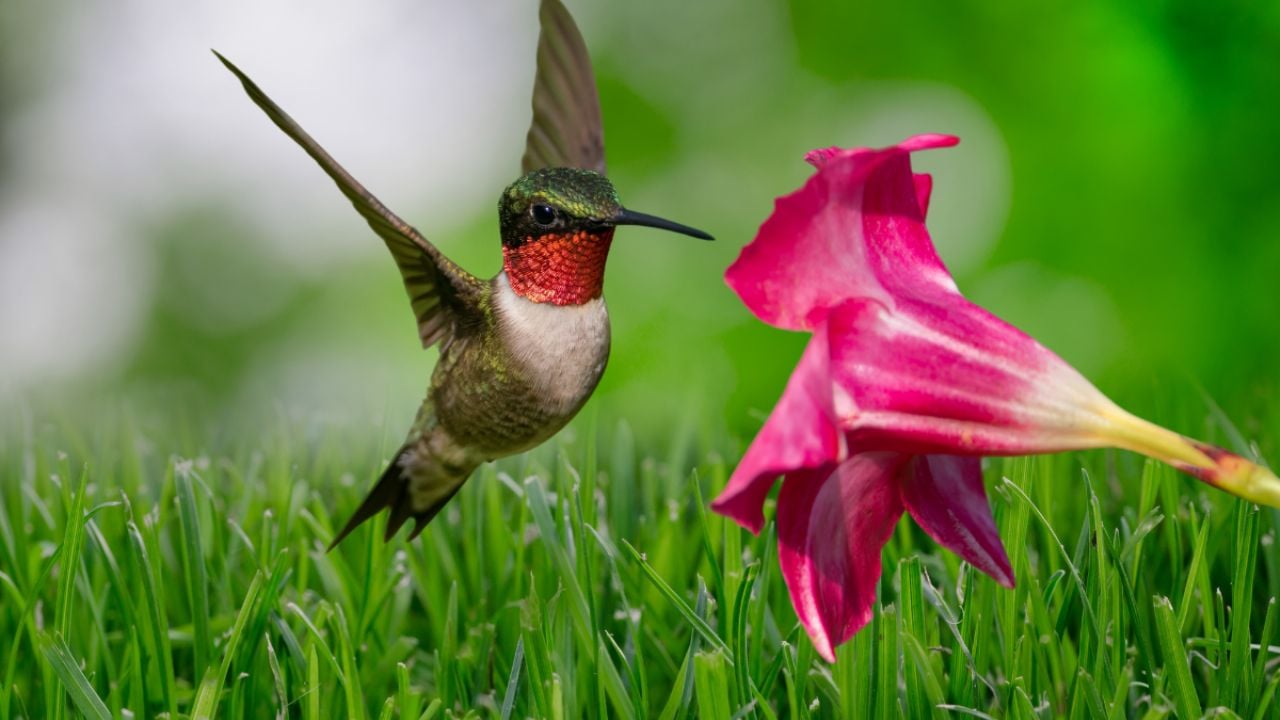 Así puedes hacer un néctar casero para colibríes, según UNAM