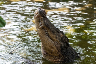 Supuestamente fue la madre del pequeño quien lo llevó hasta el agua - la cual es conocida por estar infestada de cocodrilos - y lo aventó en contra de su voluntad, dejándolo a la deriva en medio de los peligrosos reptil.