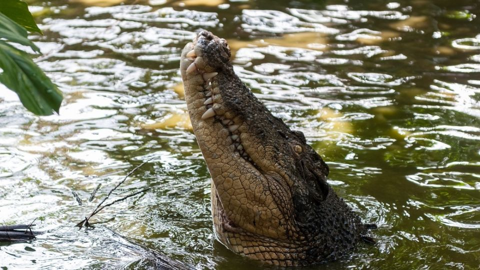 Supuestamente fue la madre del pequeño quien lo llevó hasta el agua - la cual es conocida por estar infestada de cocodrilos - y lo aventó en contra de su voluntad, dejándolo a la deriva en medio de los peligrosos reptil.