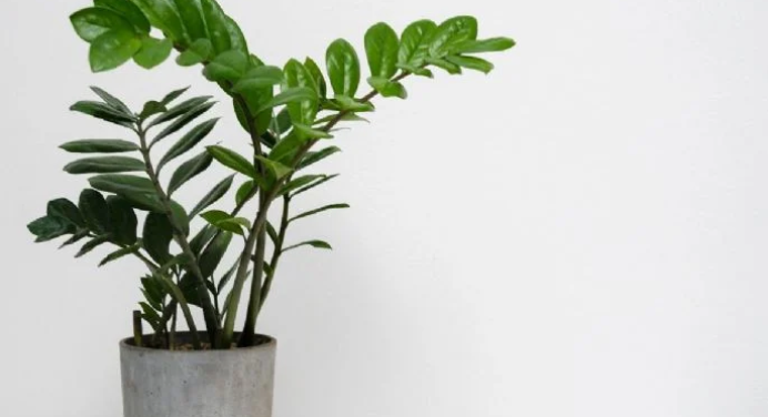 Conoce cuál es la planta que le da elegancia a tu casa y dura mucho más que otras