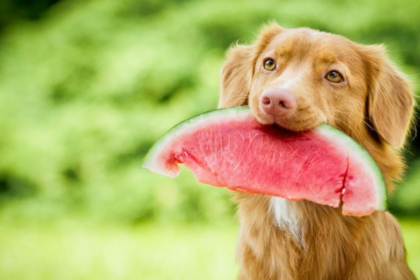 Según los expertos, estas mascotas pueden comer gran variedad de frutas y verduras, ya que aportan fibra, vitaminas y minerales que favorecen la correcta nutrición y, por consiguiente, favorecen la salud.