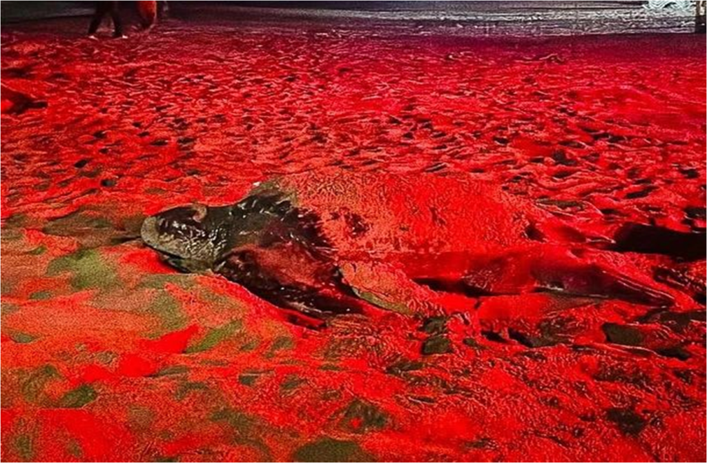 Tortugas Cardón continuan desovando en costa de Margarita +VIDEO