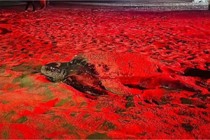 Tortugas Cardón continuan desovando en costa de Margarita +VIDEO