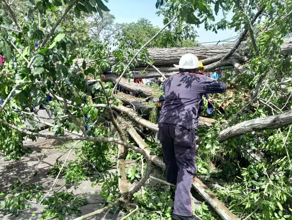 Caída de árbol deja 2 muertos y seis heridos en la plaza Bolívar de Tucupita