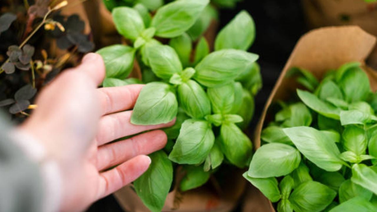 El ‘mágico’ truco de jardinería para que tu albahaca fresca estalle de flores