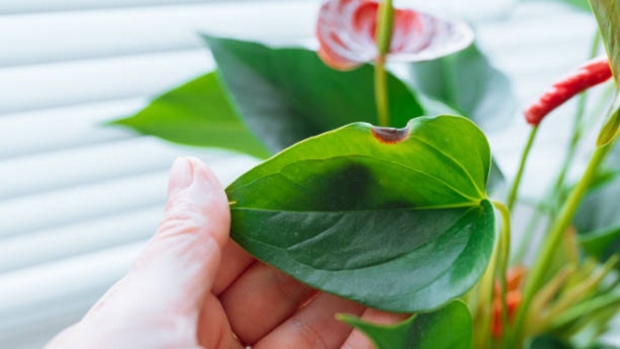 Con este producto de limpieza, elimina los hongos de tus anturios al instante