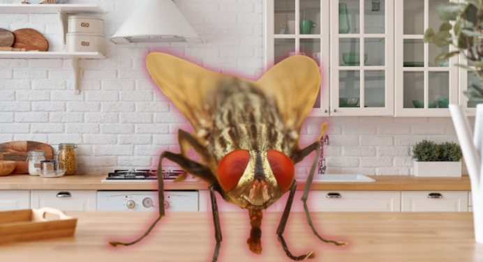 Di adiós a las moscas en la cocina, este es el barato repelente casero ideal para evitarlas en tu hogar