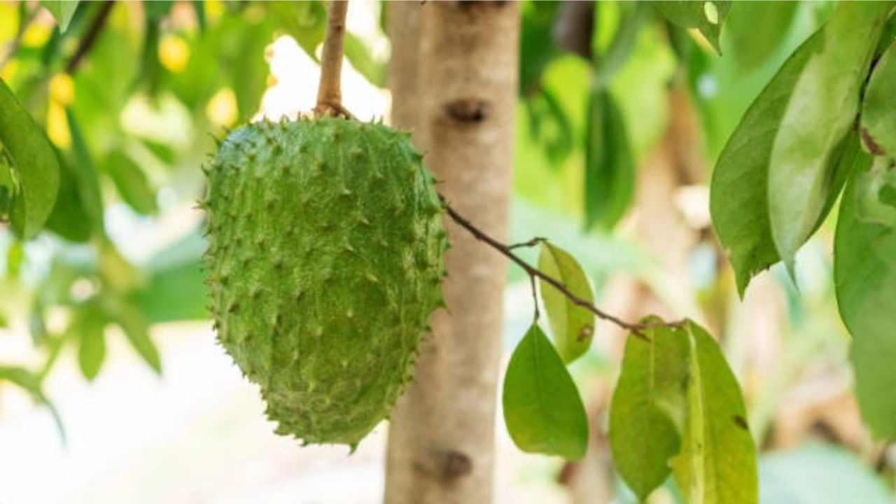 La fruta tropical que controla la diabetes, reduce el colesterol y mejora las funciones cognitivas