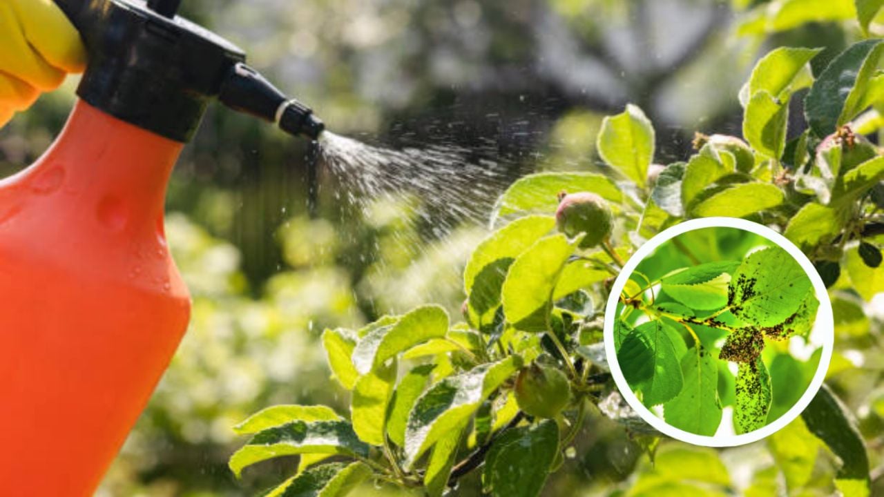 La ‘mágica’ mezcla de 3 ingredientes baratos que protegerá a tus plantas de las plagas