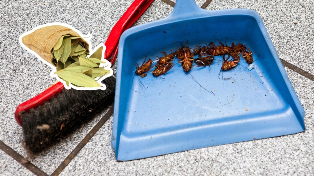 Empieza el verano y esta es la única planta que deberás tener en la cocina para ahuyentar cucarachas