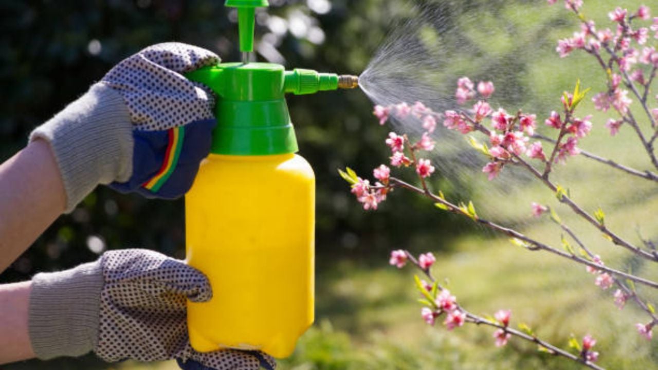 El barato pesticida casero que eliminará todas las plagas de tu jardín