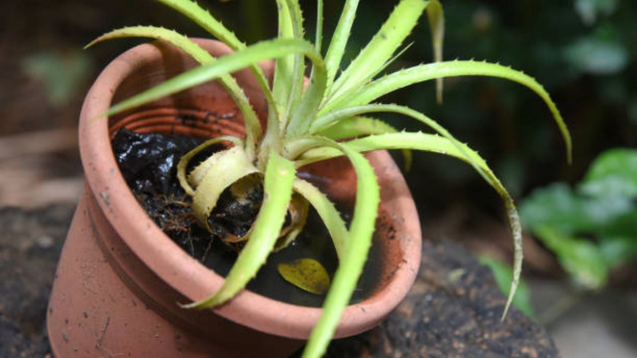 Temporada de lluvias: el truco de expertos en jardinería solo usando piedras para que las plantas no se pudran