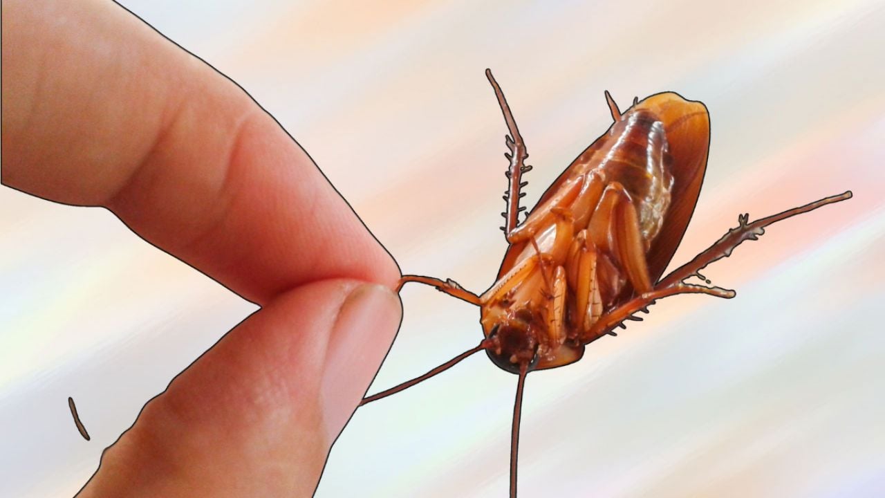 Cucarachas: el veneno casero que las saca de su escondite y las elimina en pocas horas