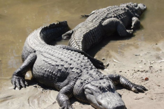 En una actividad liderada por el ministro de Ecosocialismo, Josué Lorca, fueron liberados los 136 ‘caimanes del Orinoco’, una especie endémica que vive en estado silvestre en las tierras bajas de la cuenca del Orinoco, el río más grande de Venezuela y de los más caudalosos del mundo.