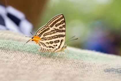 La polilla es un insecto que tienes muchos tipos que la componen