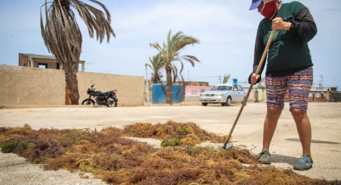 Mujeres de Punta de Piedras: Cultivando algas para sustentar sus hogares