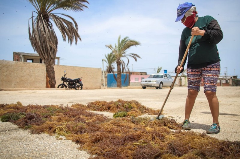 Mujeres de Punta de Piedras: Cultivando algas para sustentar sus hogares