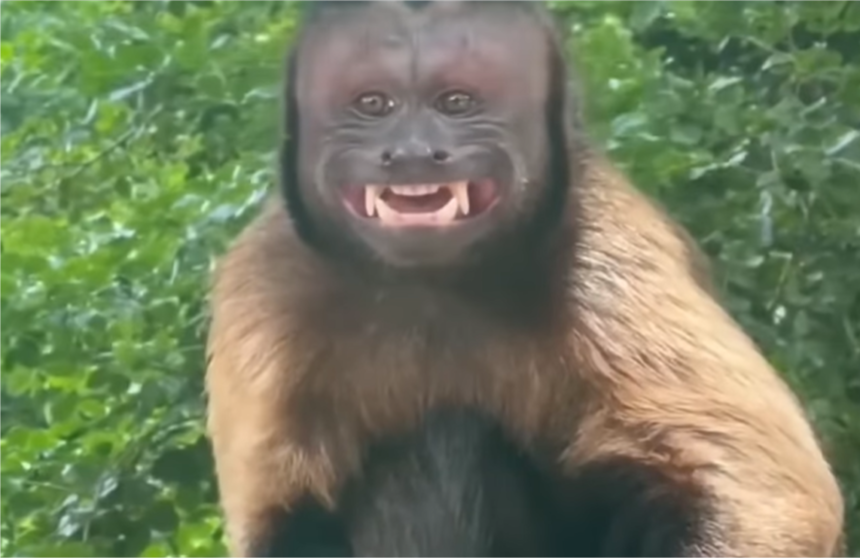 Minec logra rescatar a mono Margariteño en El Tirano +VIDEO
