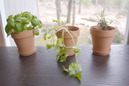 Si estos molestos insectos llegan a tu hogar, limpia todo, bota la basura constantemente y opta por colocar alguna planta que desprenda olor, ya que el olfato de estos animales es extremadamente sensible.