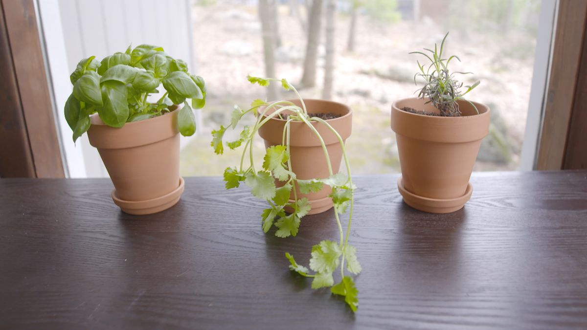 Si estos molestos insectos llegan a tu hogar, limpia todo, bota la basura constantemente y opta por colocar alguna planta que desprenda olor, ya que el olfato de estos animales es extremadamente sensible.