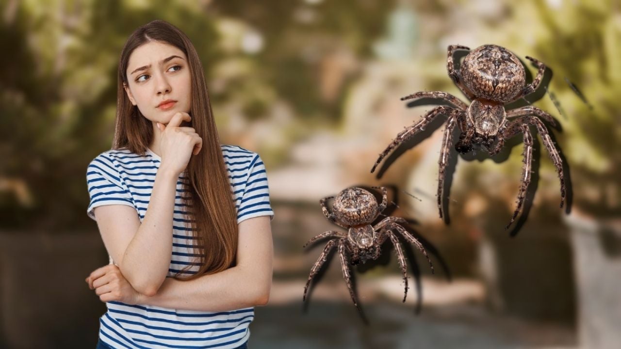 ¿Cuál es el poderoso significado ESPIRITUAL de que aparezcan arañas en tu casa?