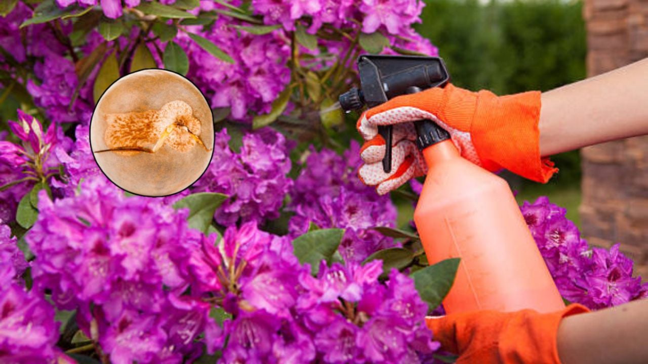 Guarda la semilla de aguacate y prepara este insecticida casero para ahuyentar pulgones de tus plantas