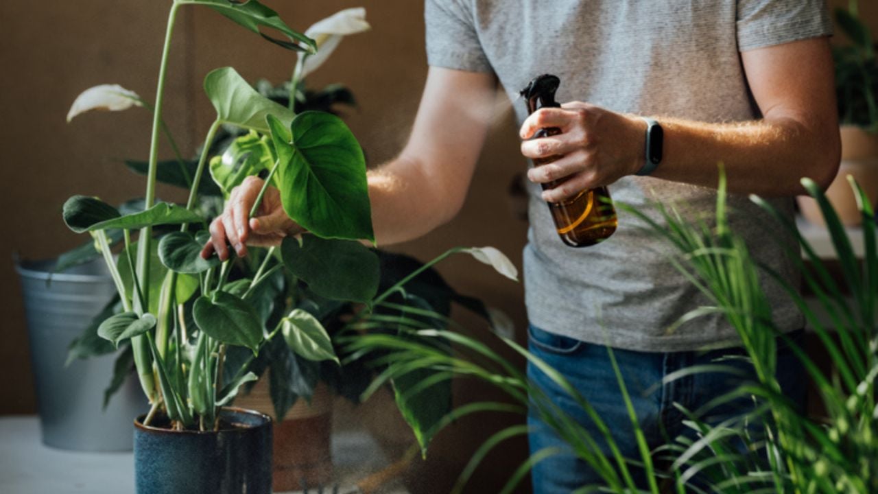 El delicioso alimento que aporta nitrógeno a las plantas de interior para que estallen de flores