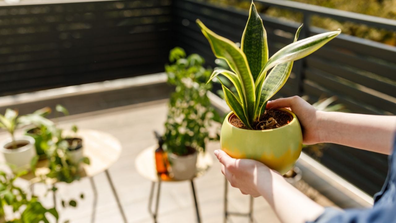 La cantidad exacta de luz que necesita tu Sansevieria o Lengua de suegra, según maestros jardineros