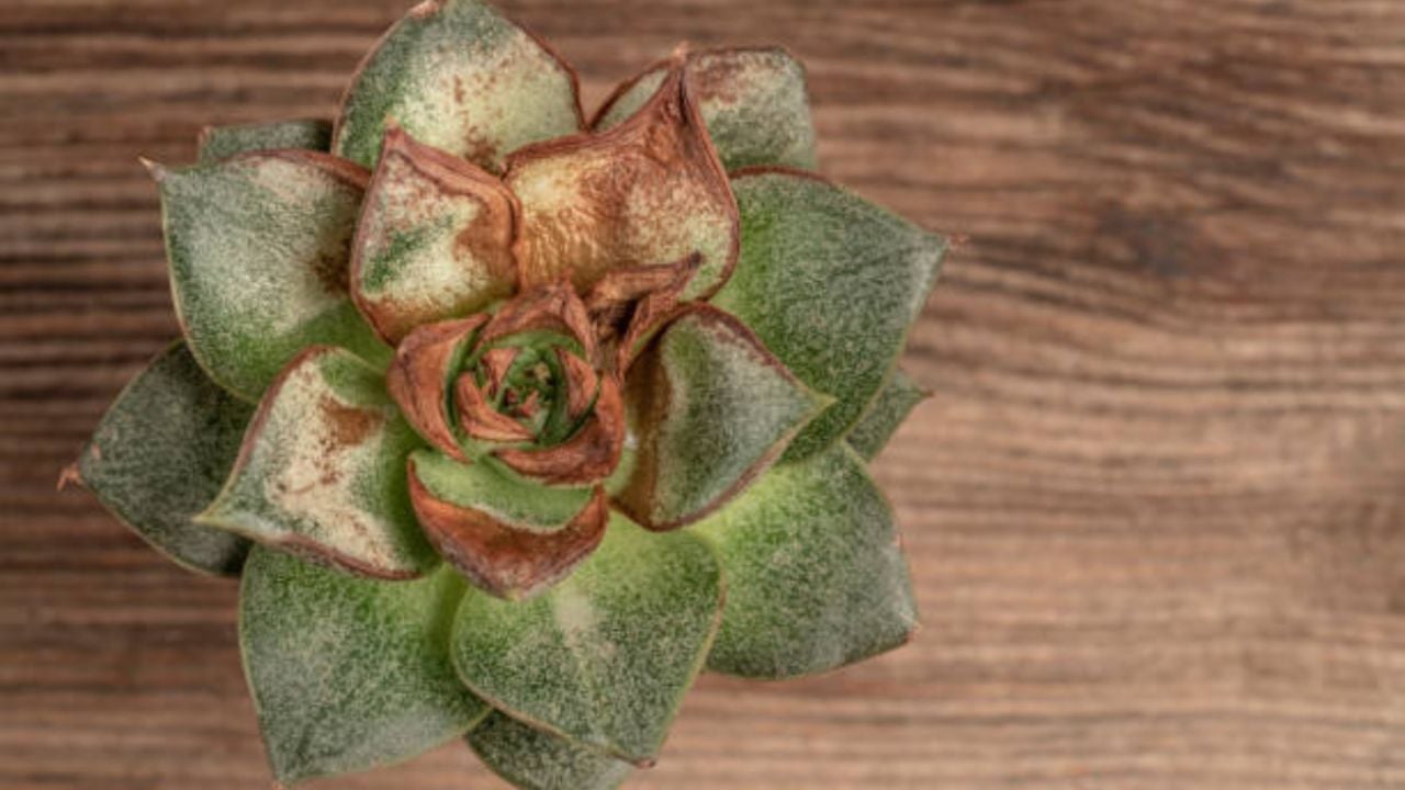 El truco de maestros jardineros para quitar las hojas amarillas de las suculentas