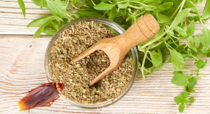 Ni laurel ni albahaca: la poderosa hierba aromática que asusta a las cucarachas al instante
