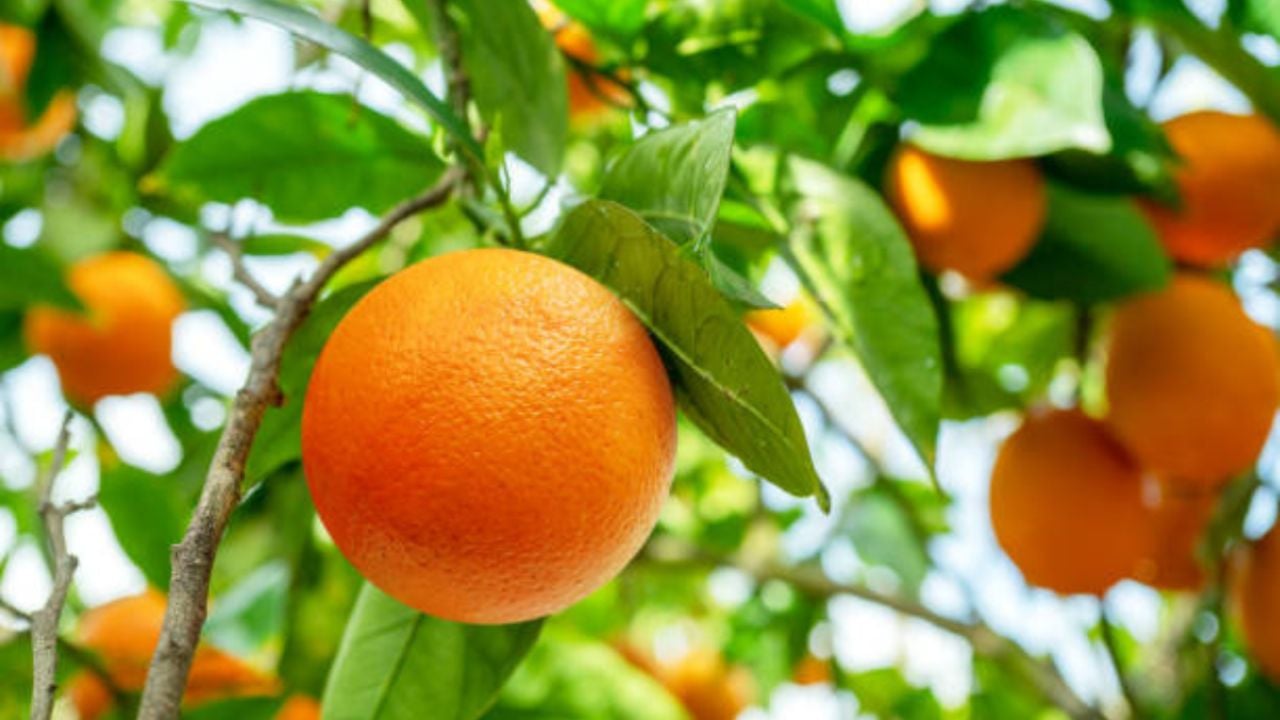 3 trucos de expertos para que tu árbol cítrico estalle de frutas en verano