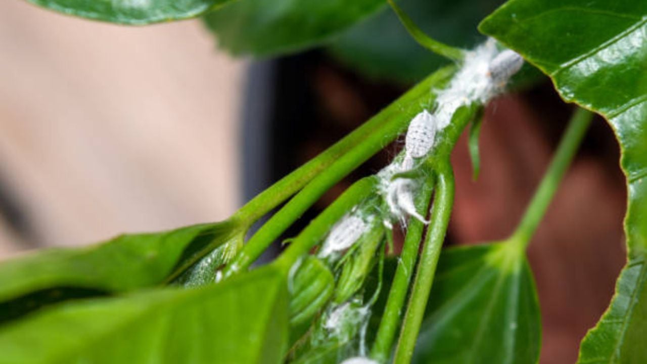 Adiós cochinilla algodonosa: así debes usar aceite para combatir esta plaga y cuidar tus plantas