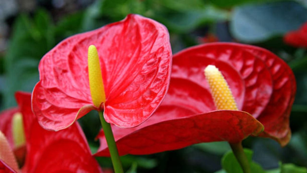 ¿Cómo usar cáscara de papa para que el Anturio rojo estalle de flores?