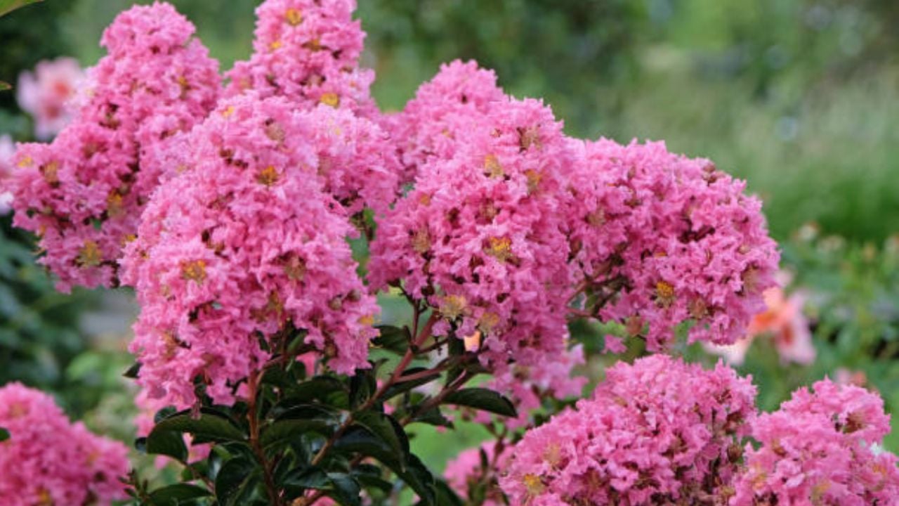 Descubre cuál es la única planta codiciada por jardineros, paisajistas y decoradores