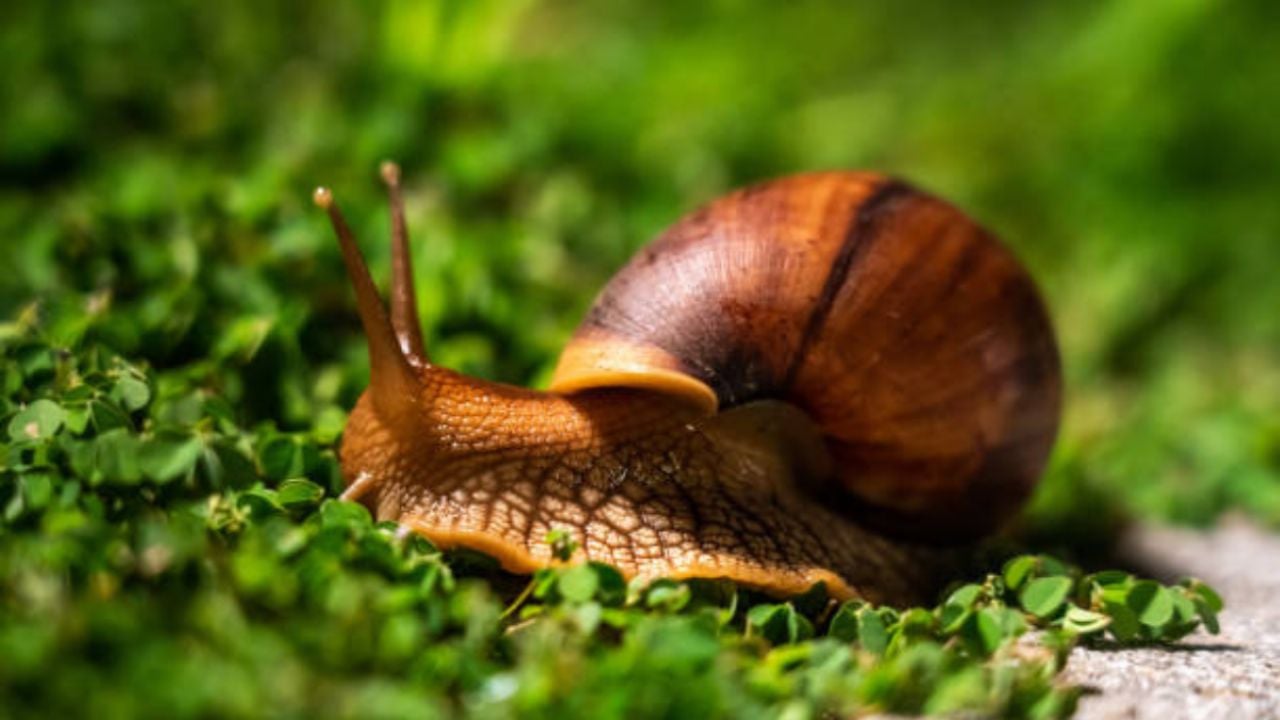 Solo con sal y vaselina, el barato método para eliminar a caracoles de tu jardín